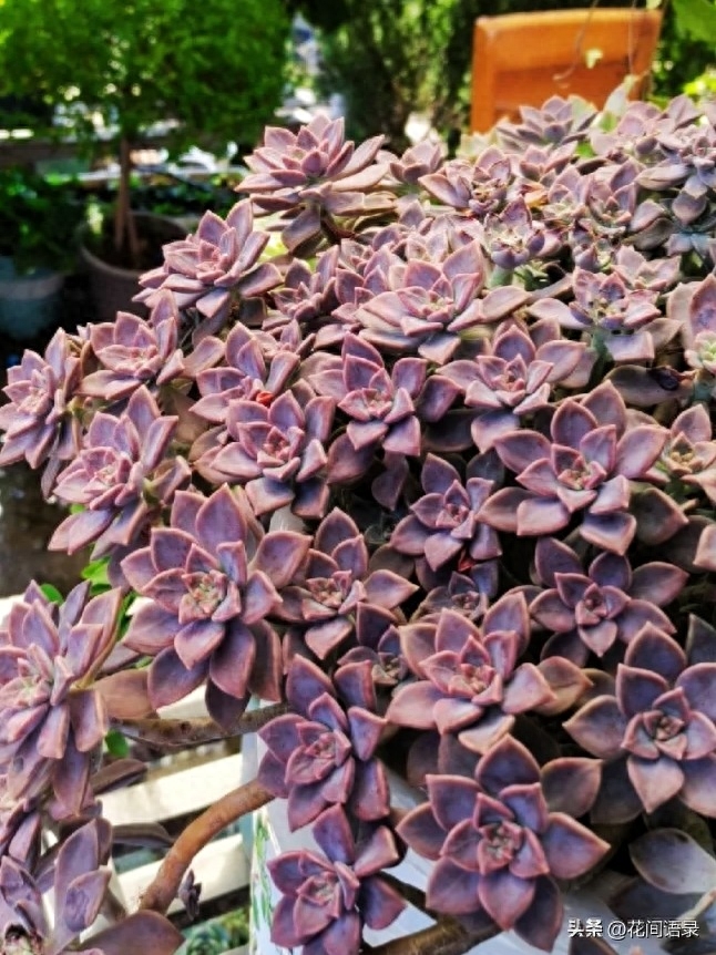 多肉淡雪徒長怎么辦_淡雪多肉用什么土養好_淡雪多肉怎么養