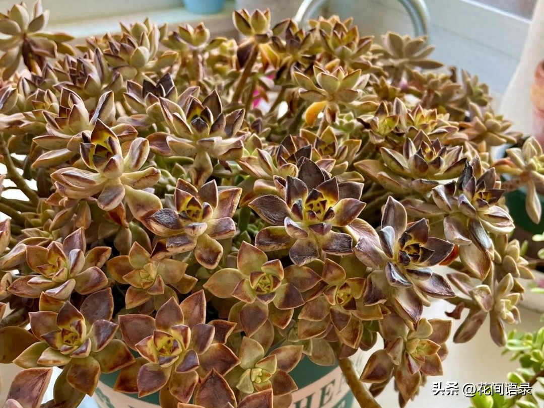 多肉淡雪徒長怎么辦_淡雪多肉用什么土養好_淡雪多肉怎么養