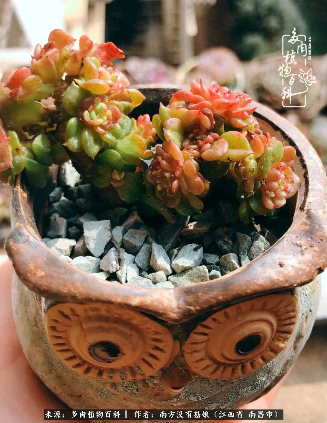 淡雪多肉怎么養(yǎng)_多肉淡雪怎么養(yǎng)才好看_多肉淡雪的養(yǎng)殖