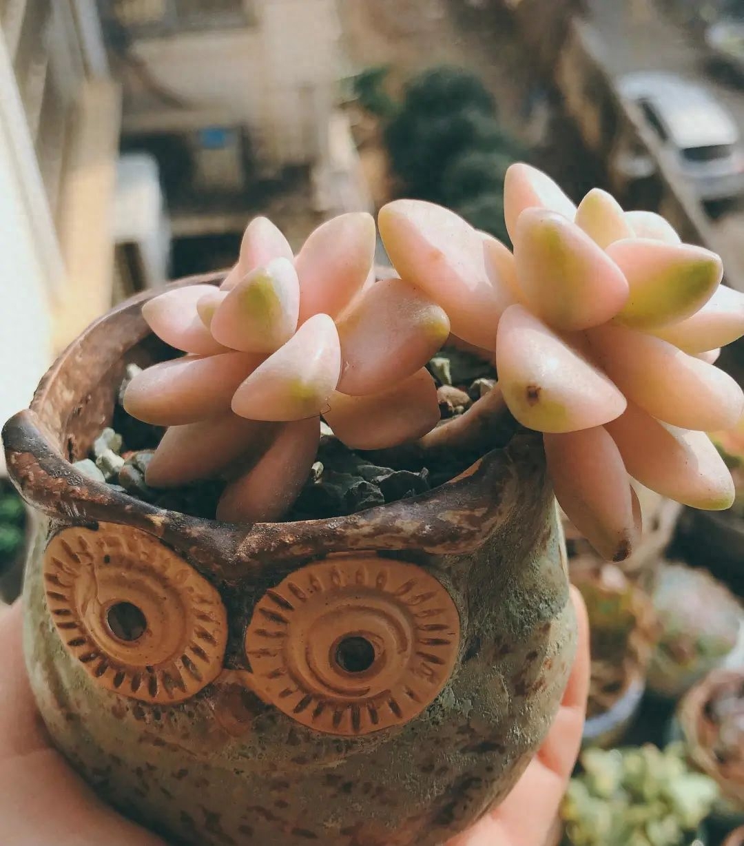 多肉淡雪的養(yǎng)殖_淡雪多肉怎么養(yǎng)_多肉淡雪怎么養(yǎng)才好看