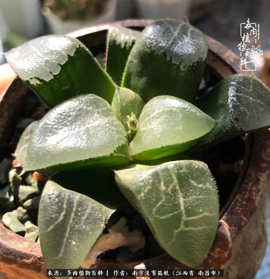 多肉淡雪的養(yǎng)殖_多肉淡雪怎么養(yǎng)才好看_淡雪多肉怎么養(yǎng)