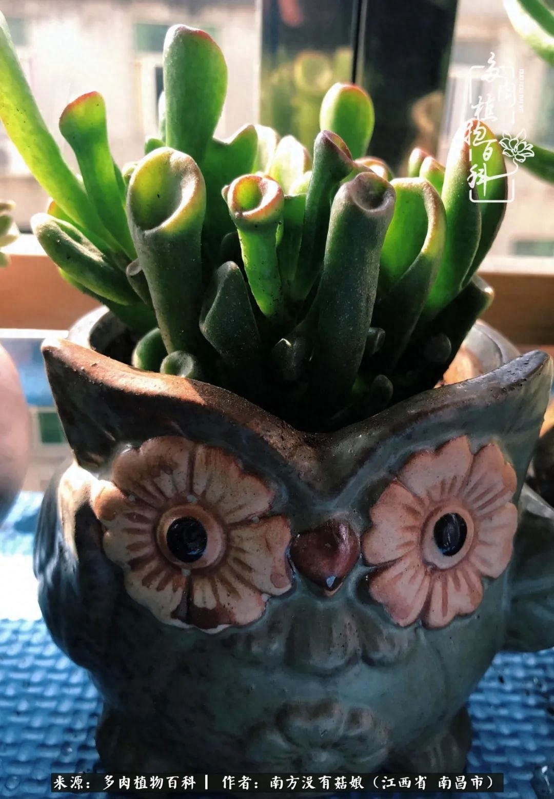 淡雪多肉怎么養(yǎng)_多肉淡雪怎么養(yǎng)才好看_多肉淡雪的養(yǎng)殖