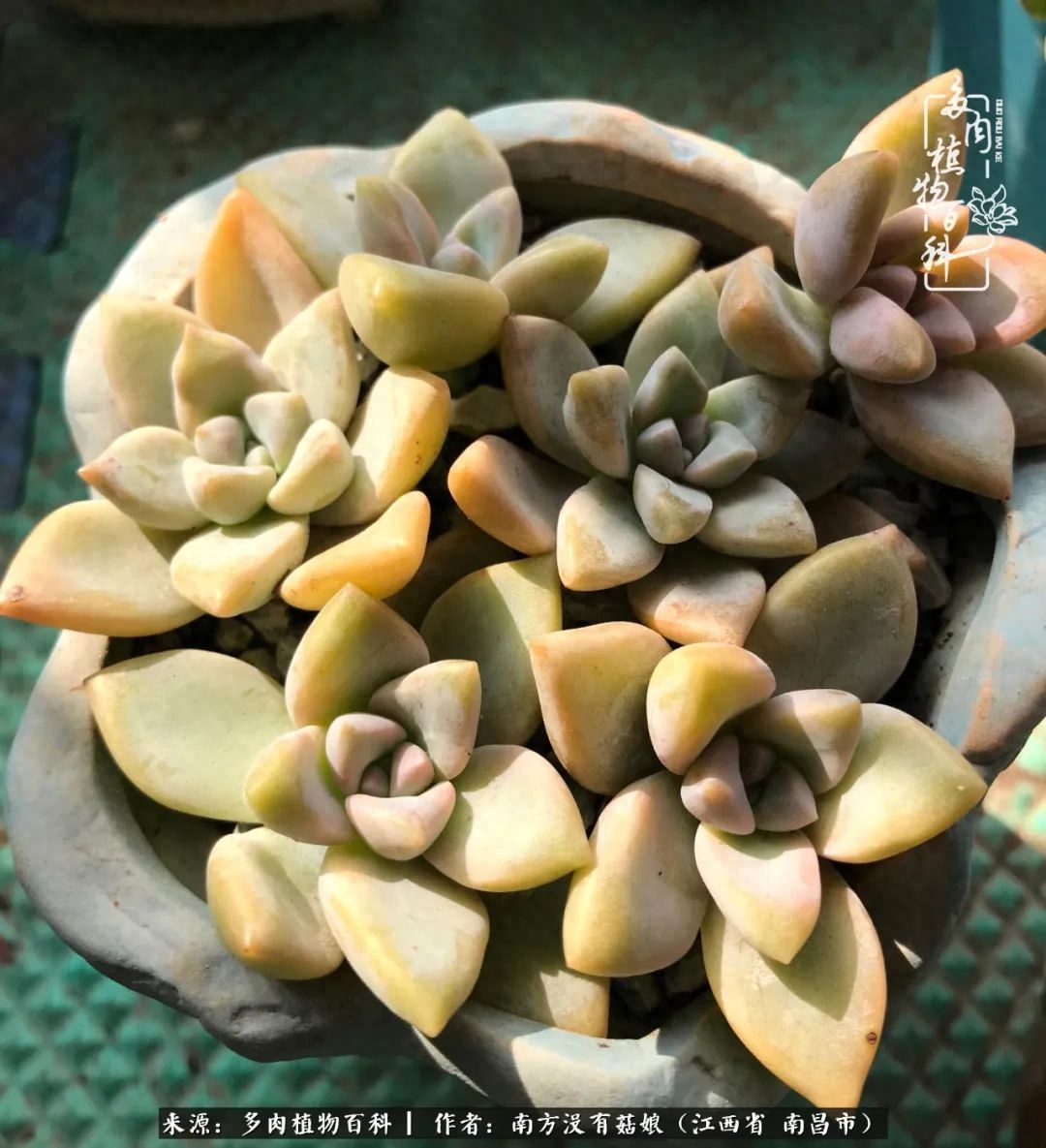 多肉淡雪怎么養(yǎng)才好看_多肉淡雪的養(yǎng)殖_淡雪多肉怎么養(yǎng)