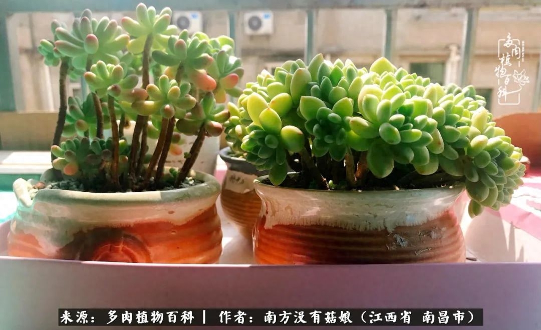 多肉淡雪的養(yǎng)殖_多肉淡雪怎么養(yǎng)才好看_淡雪多肉怎么養(yǎng)