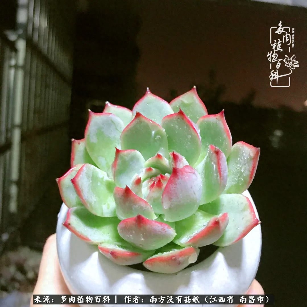 多肉淡雪的養(yǎng)殖_多肉淡雪怎么養(yǎng)才好看_淡雪多肉怎么養(yǎng)