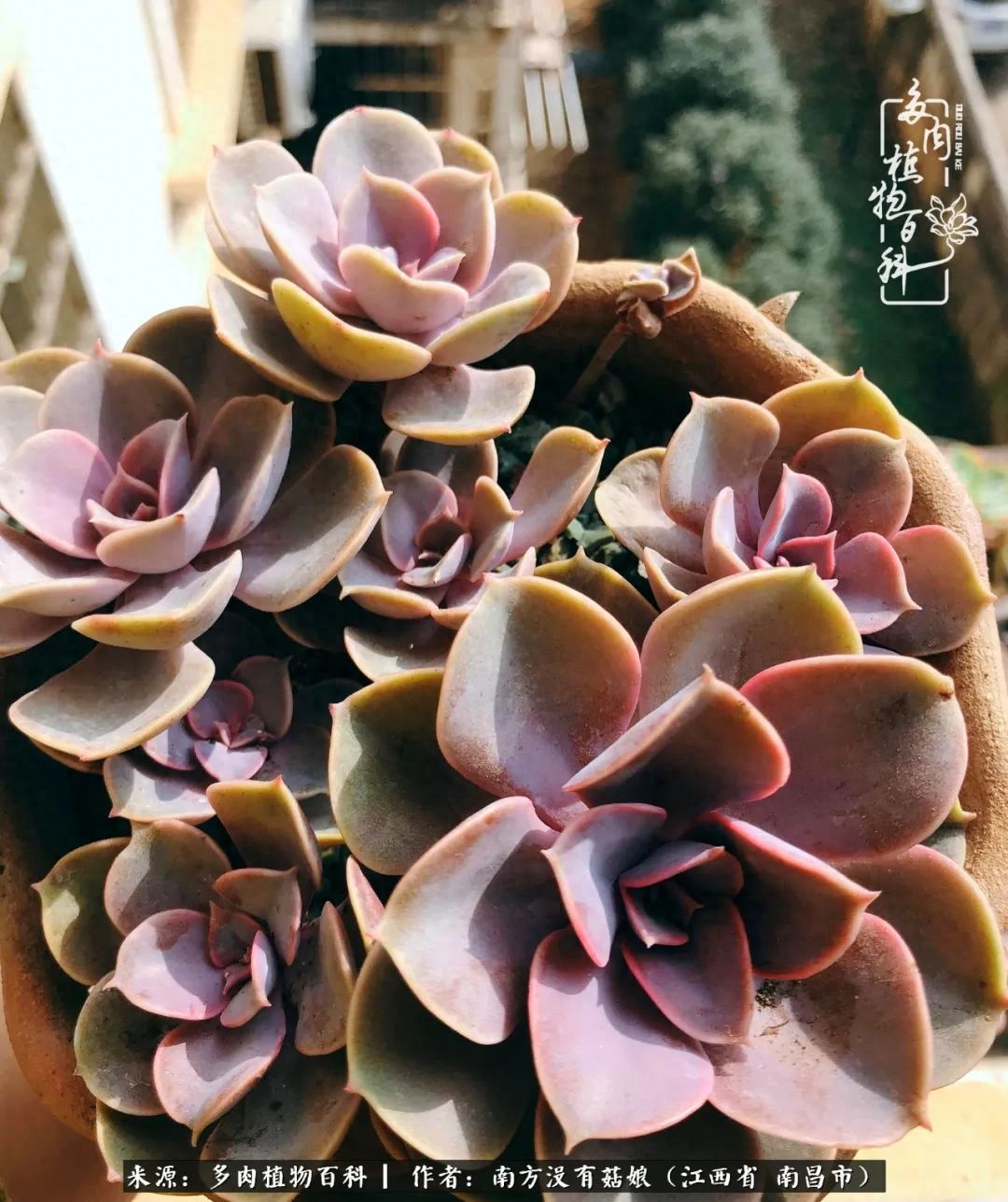 多肉淡雪怎么養(yǎng)才好看_淡雪多肉怎么養(yǎng)_多肉淡雪的養(yǎng)殖