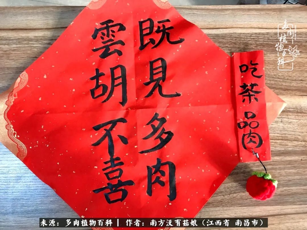 淡雪多肉怎么養(yǎng)_多肉淡雪的養(yǎng)殖_多肉淡雪怎么養(yǎng)才好看