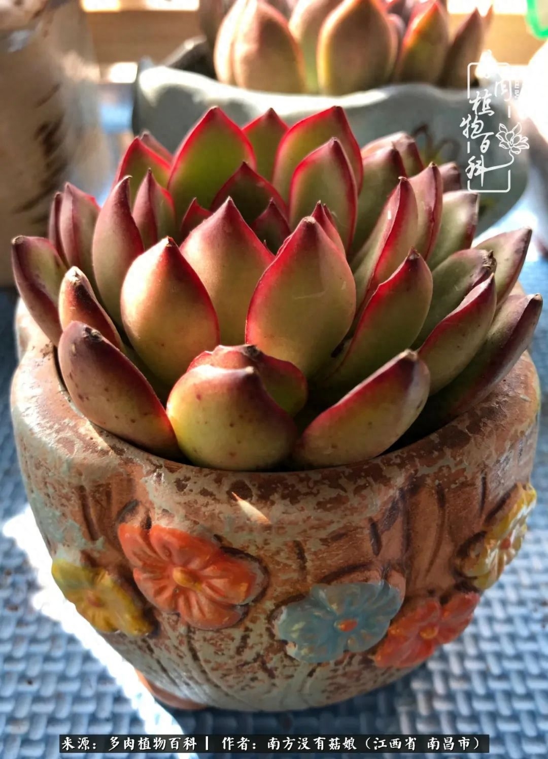 多肉淡雪怎么養(yǎng)才好看_淡雪多肉怎么養(yǎng)_多肉淡雪的養(yǎng)殖