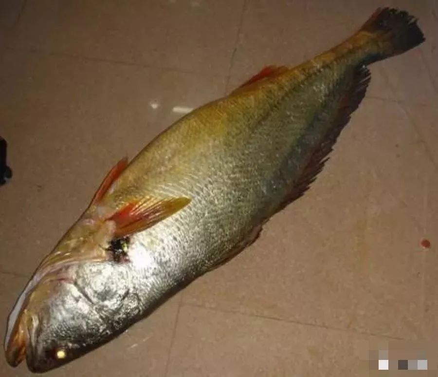 觀賞品種魚價格排名_各種觀賞魚的價格與品種_觀賞品種魚價格表