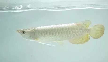 觀賞品種魚價格排名_觀賞品種魚價格表_各種觀賞魚的價格與品種