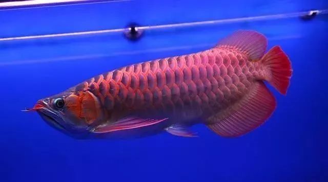 觀賞品種魚價格排名_各種觀賞魚的價格與品種_觀賞品種魚價格表