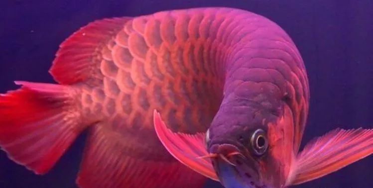 各種觀賞魚的價格與品種_觀賞品種魚價格表_觀賞品種魚價格排名