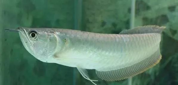 觀賞品種魚價格表_觀賞品種魚價格排名_各種觀賞魚的價格與品種