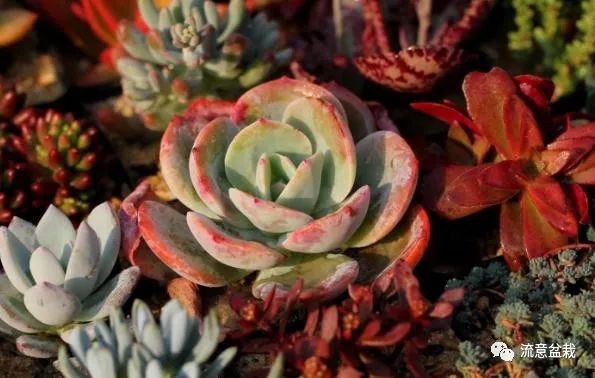 多肉干癟怎么補救_多肉干癟癟的怎么修復_補救多肉干癟的方法