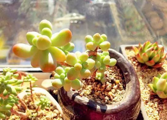 補救多肉干癟的方法_多肉干癟怎么補救_多肉干癟癟的怎么修復