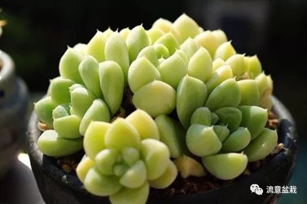 多肉干癟癟的怎么修復_補救多肉干癟的方法_多肉干癟怎么補救