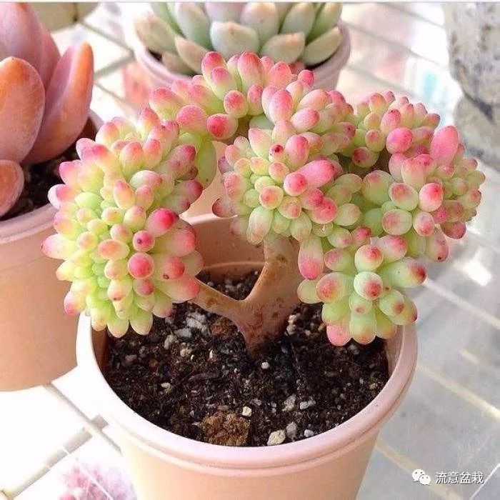 多肉干癟癟的怎么修復_補救多肉干癟的方法_多肉干癟怎么補救