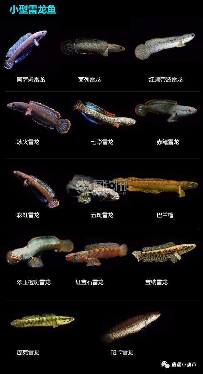 觀賞品種魚價(jià)格排名_觀賞魚價(jià)格排名_各種觀賞魚的價(jià)格與品種