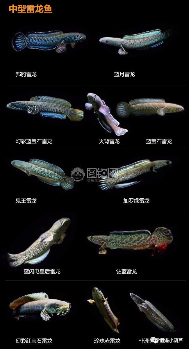 各種觀賞魚的價(jià)格與品種_觀賞品種魚價(jià)格排名_觀賞魚價(jià)格排名