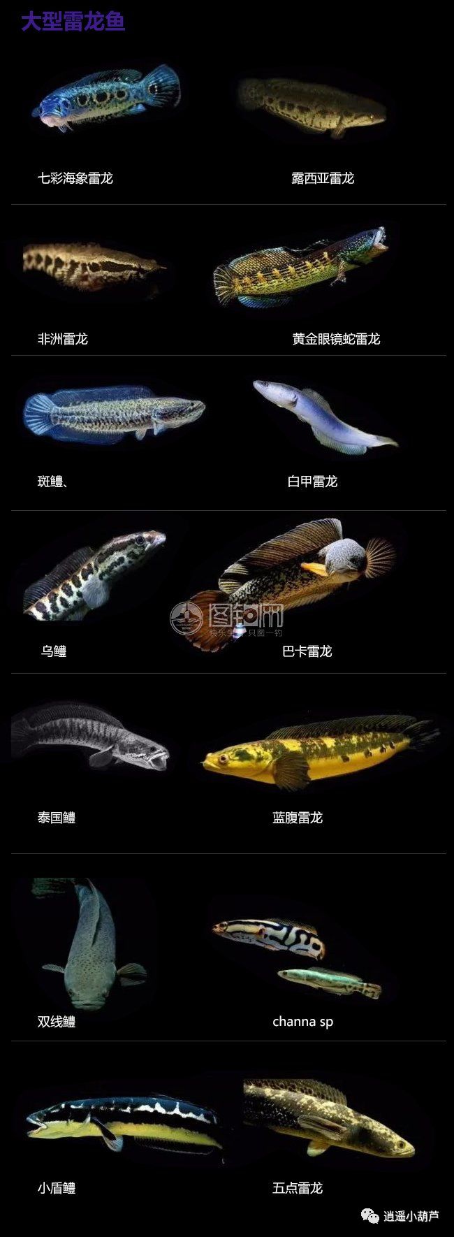 各種觀賞魚的價(jià)格與品種_觀賞品種魚價(jià)格排名_觀賞魚價(jià)格排名
