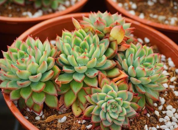 多肉怎樣爆盆_多肉植物怎樣爆盆_多肉爆盆的方法