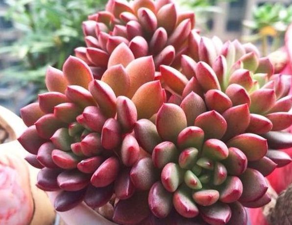 多肉爆盆的方法_多肉怎樣爆盆_多肉植物怎樣爆盆