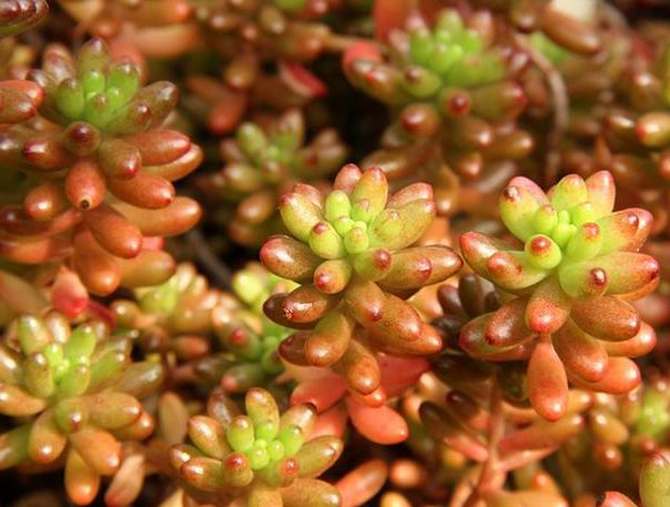 多肉爆盆的方法_多肉怎樣爆盆_多肉植物怎樣爆盆