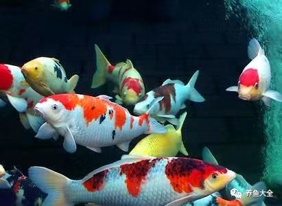 觀賞魚(yú)為什么會(huì)吃觀賞魚(yú)_觀賞魚(yú)不吃食是什么原因_觀賞魚(yú)吃魚(yú)是怎么回事