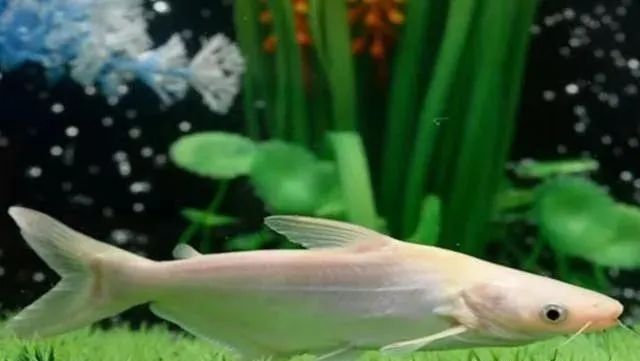 觀賞魚(yú)吃魚(yú)是怎么回事_觀賞魚(yú)為什么會(huì)吃觀賞魚(yú)_觀賞魚(yú)不吃食是什么原因