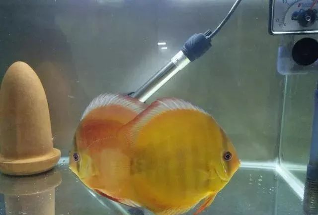 觀賞魚(yú)不吃食是什么原因_觀賞魚(yú)吃魚(yú)是怎么回事_觀賞魚(yú)為什么會(huì)吃觀賞魚(yú)