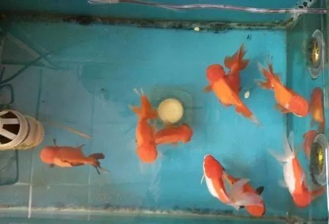 觀賞魚(yú)為什么會(huì)吃觀賞魚(yú)_觀賞魚(yú)不吃食是什么原因_觀賞魚(yú)吃魚(yú)是怎么回事