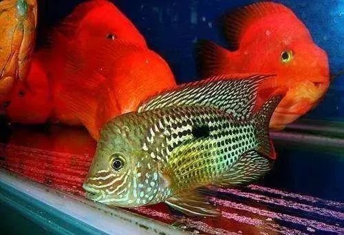 觀賞魚(yú)不吃食是什么原因_觀賞魚(yú)為什么會(huì)吃觀賞魚(yú)_觀賞魚(yú)吃魚(yú)是怎么回事