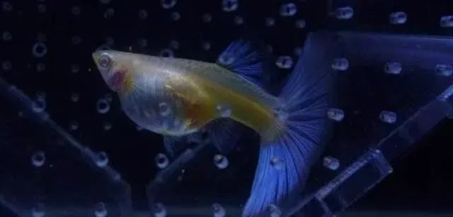 觀賞魚(yú)不吃食是什么原因_觀賞魚(yú)吃魚(yú)是怎么回事_觀賞魚(yú)為什么會(huì)吃觀賞魚(yú)