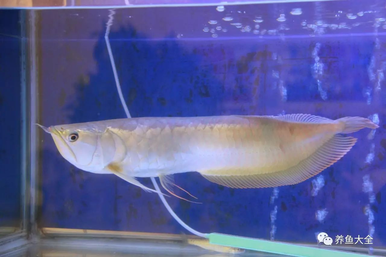 【養魚大全課堂】：銀龍魚不吃食原因及解決方法