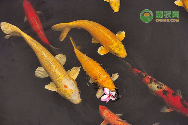 十大最好養小型冷水觀賞魚