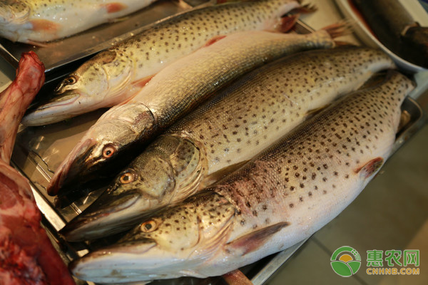 易養小型淡水觀賞魚_十大最好養小型淡水觀賞魚_觀賞淡水小型養魚好不好