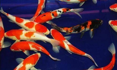 什么品種的淡水觀賞魚(yú)最好養(yǎng)？