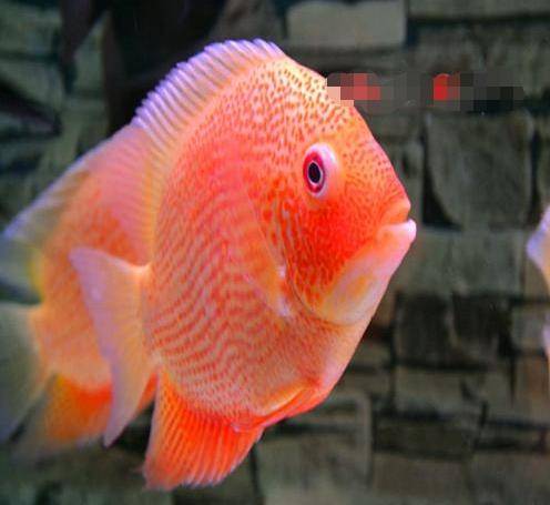 觀賞淡水小型養魚好嗎_十大最好養小型淡水觀賞魚_觀賞淡水小型養魚好不好