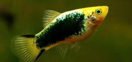 觀賞淡水小型養魚好嗎_十大最好養小型淡水觀賞魚_觀賞淡水小型養魚好不好