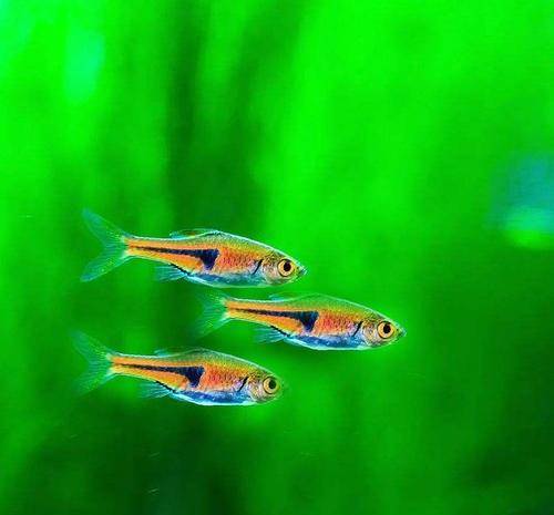 觀賞淡水小型養魚好不好_十大最好養小型淡水觀賞魚_觀賞淡水小型養魚好嗎