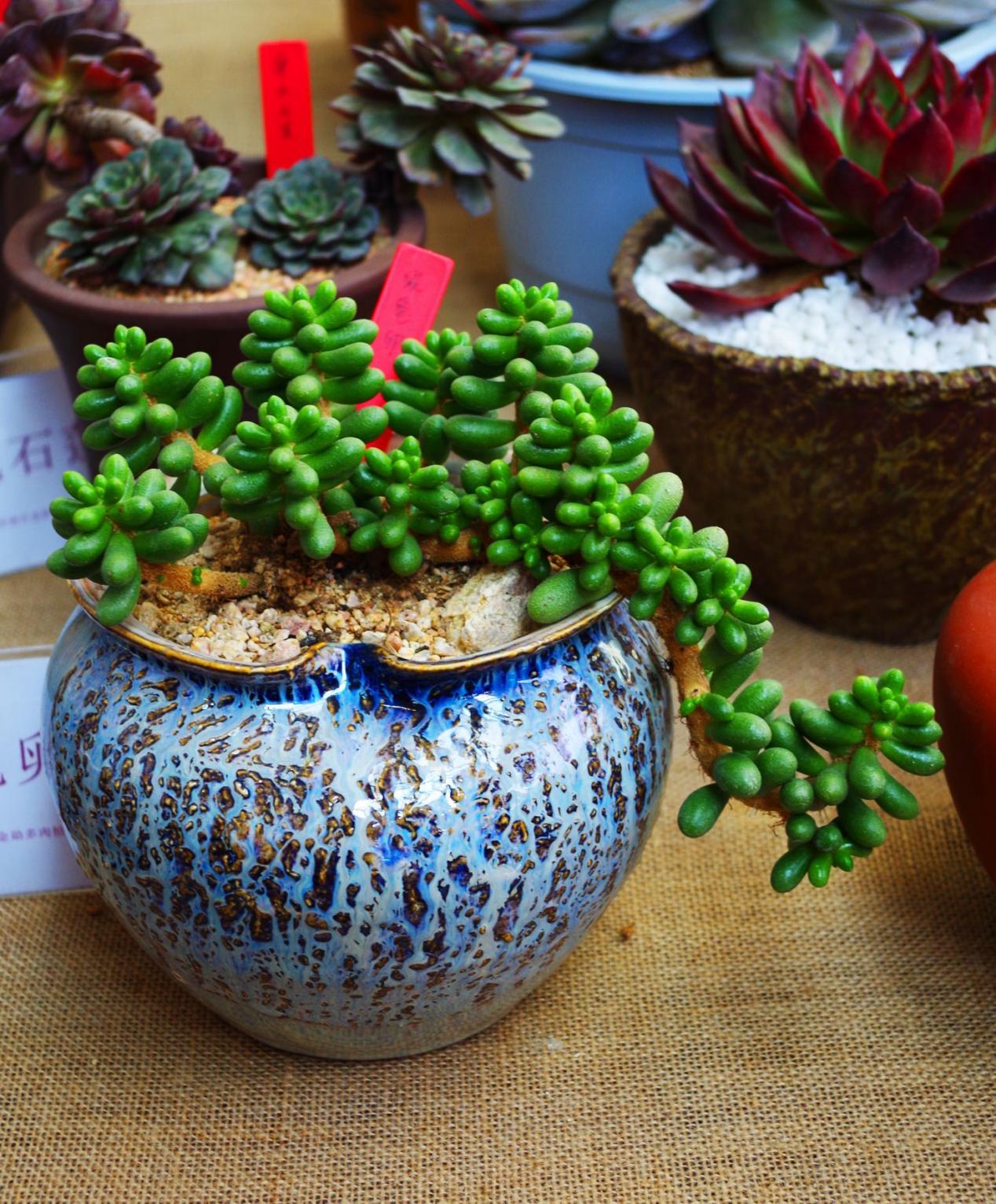 入秋后天漸涼，養(yǎng)多肉用這3種“特效水”，葉子越發(fā)透亮肥美