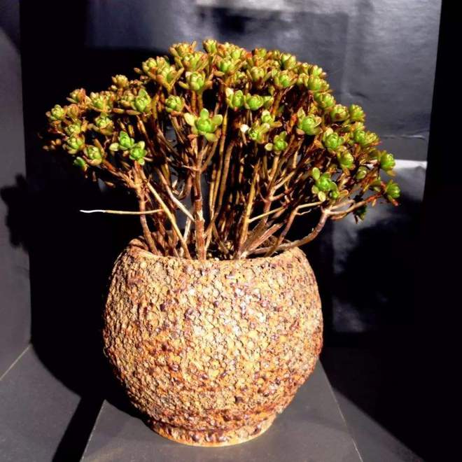 養了好幾年的多肉不見長，可能是僵苗了，趕緊看看根系