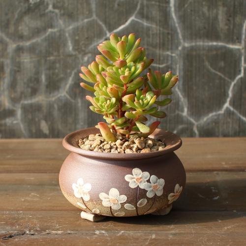 多肉僵苗是什么樣子的_多肉植物僵苗_多肉植物僵苗什么意思