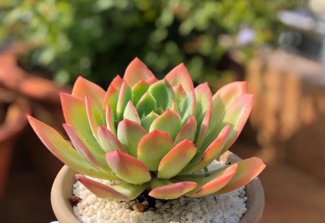 多肉僵苗不是病，治起來可真要“命”，弄清原因，老花農教你應對