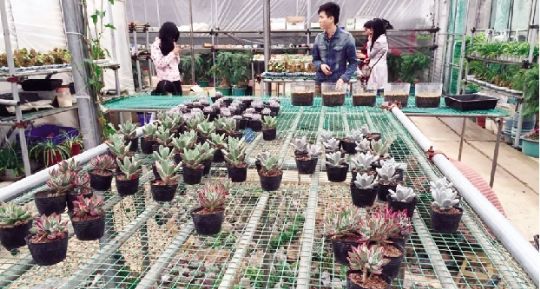 多肉植物十億級市場“虛胖”隱憂