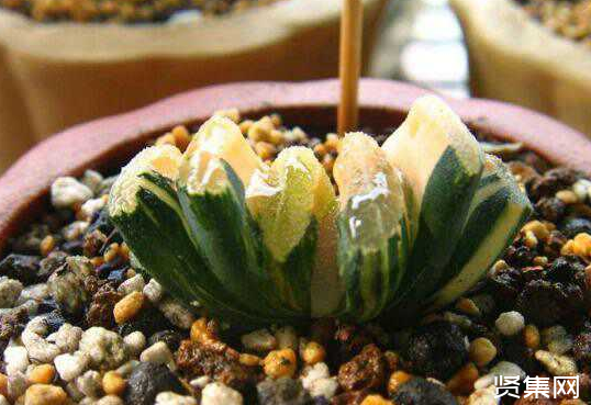 一文了解多肉植物玉扇的養殖方法及常見病蟲害防治