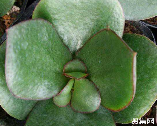 一文了解多肉植物玉扇的養殖方法及常見病蟲害防治