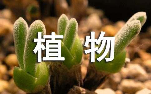 多肉植物姬壽怎么養(yǎng)