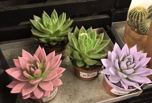 養了半年的多肉不長個，如何判斷是僵苗還是休眠了？