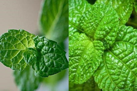 【圖】魚香草和薄荷的區別你知道嗎 了解這些才能將它們分清